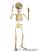 Esqueleto-marioneta-am003|La-Galeria-Marionetas-y-Titeres-checos|munecas-marionetas.com